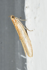 Oncocera semirubella