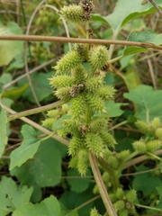 Xanthium strumarium canadense