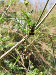 Calopteron reticulatum