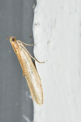 Oncocera semirubella