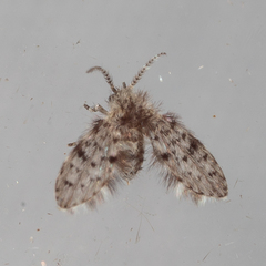 Paramormia corniculata