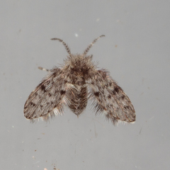 Paramormia corniculata