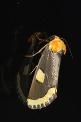 Chrysoecia morga