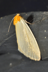 Chrysoecia thoracica