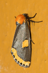Chrysoecia morga