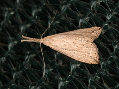 Trigonistis demonias