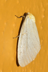 Chrysoecia thoracica