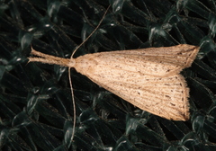 Trigonistis demonias