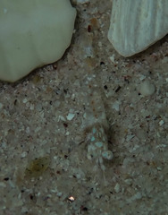 Mysidopsis zsilaveczi