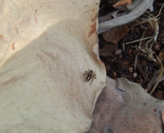 Stenaelurillus termitophagus