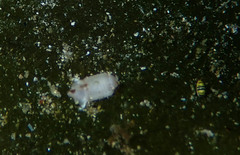 Image of Exosphaeroma planum