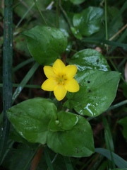 Lysimachia nemorum