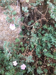 Erodium corsicum