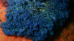 Virididentula dentata