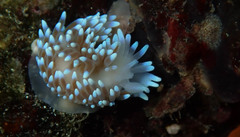 Antiopella longidentata