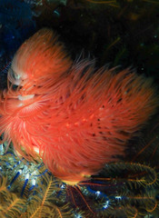 Protula bispiralis