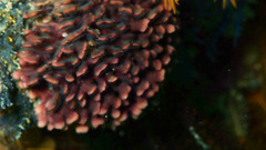 Chaperiopsis multifida