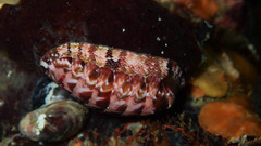 Rhyssoplax polita