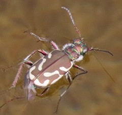Cicindela bellissima