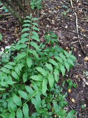 Polygonatum × hybridum