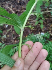 Polygonatum × hybridum