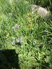 Polemonium occidentale