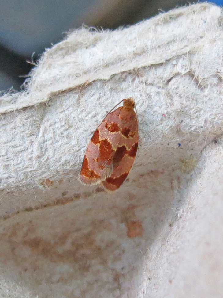 Clepsis listerana