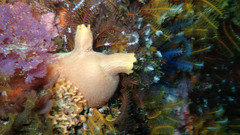 Ascidia incrassata
