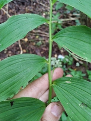 Polygonatum × hybridum