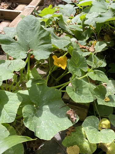 Cucurbita maxima