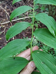 Polygonatum × hybridum