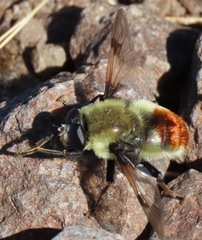 Sericomyia flagrans