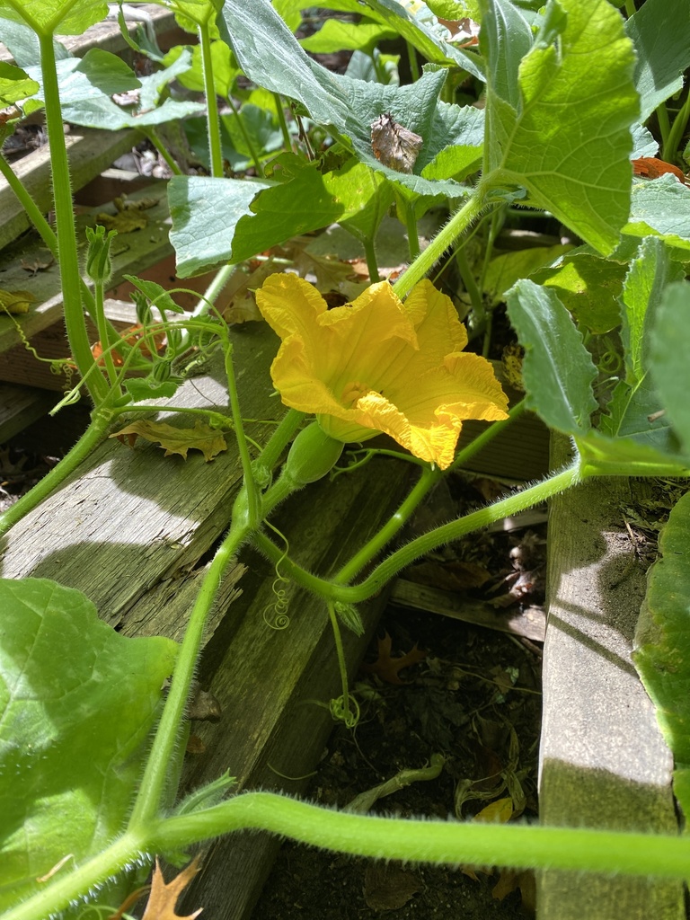 Cucurbita maxima, Lincoln St NE, Blaine, MN, US