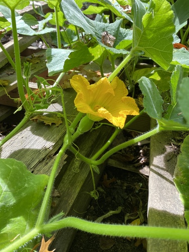 Cucurbita maxima