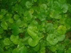 Dichondra microcalyx