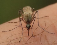 Aedes dorsalis