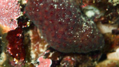 Alcyonidium nodosum