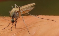 Aedes dorsalis