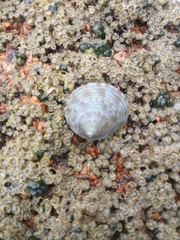 Calliostoma