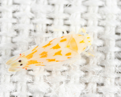 Eratoneura restricta