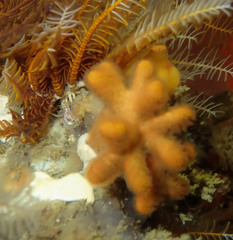Gigantopora polymorpha