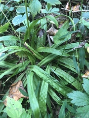 Careyanae