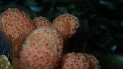 Gynandrocarpa placenta