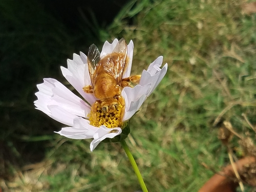 Valley carpenter bee
