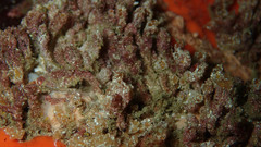 Cryptopolyzoon concretum