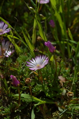 Lampranthus peacockiae