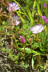 Lampranthus peacockiae