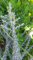 Aspalathus acanthophylla