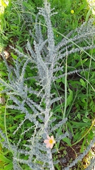 Aspalathus acanthophylla