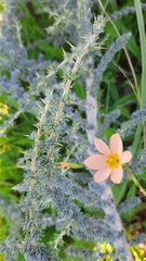 Aspalathus acanthophylla